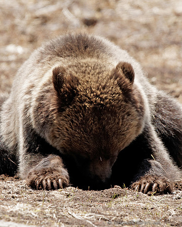 Young Griz -Yellowstone May 2011