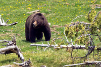 Yellowstone Griz "Snaggletooth" 2