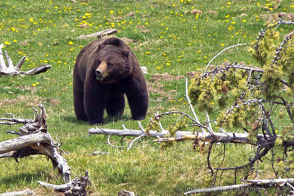 Yellowstone Griz "Snaggletooth" 2