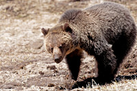 Young Griz, Yellowstone May 2011