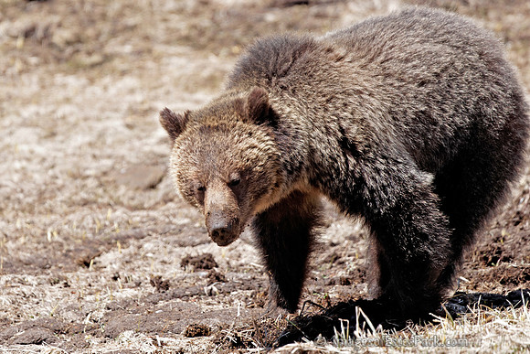 Young Griz, Yellowstone May 2011