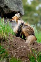 Fox w/Kit @ Den Site