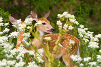 August Nebraska Fawn 2012