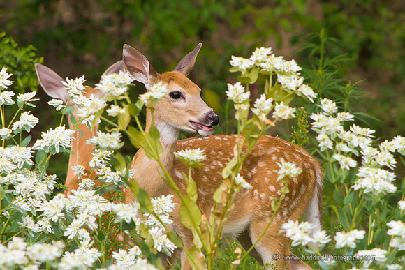 August Nebraska Fawn 2012