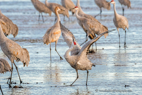 Sandhill Cranes on the Platte River7