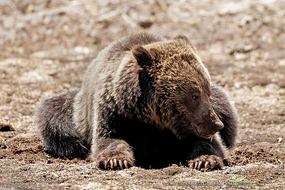 Young Griz -Yellowstone May 2011