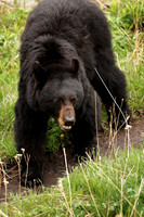 Yellowstone Blackbear