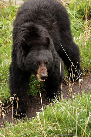 Yellowstone Blackbear