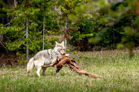 Coyote w/Elk Calf