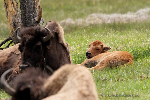 Bison Calf1
