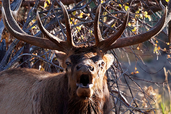 Estes Park Elk 10-2010