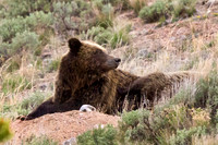 Grizzly Sow "QuadMom" resting with Cubs