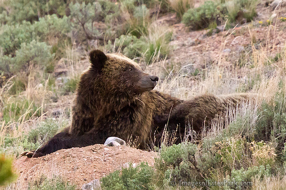 Grizzly Sow "QuadMom" resting with Cubs