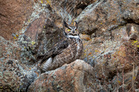 Great Horned Owl