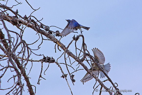 Mountain Bluebirds