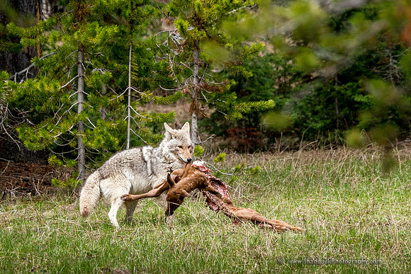 Coyote w/Elk Calf