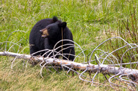 Yellowstone Black Bear 2012