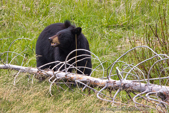 Yellowstone Black Bear 2012
