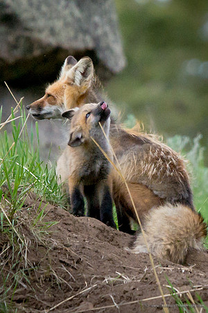 Fox w/Kit @ Den Site