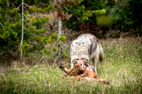 Coyote w/Elk Calf