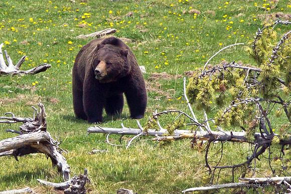 Yellowstone Griz "Snaggletooth" 2