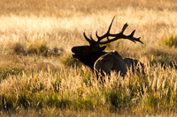 Elk Sunrise Fall 2011
