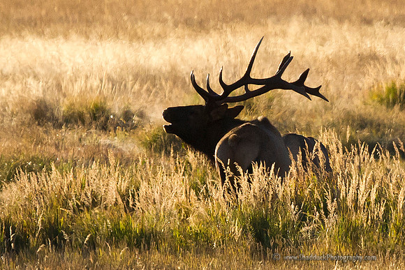 Elk Sunrise Fall 2011