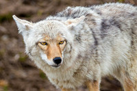 Yellowstone Coyote