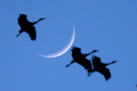 Crescent Sandhill Cranes