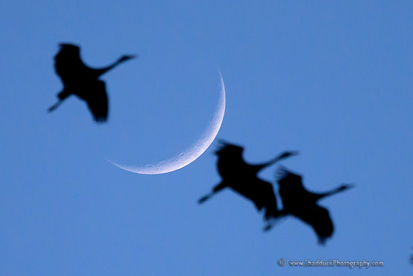 Crescent Sandhill Cranes