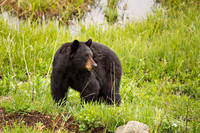 Yellowstone Blackbear2 2010