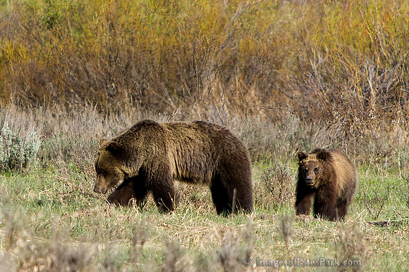 Grizzly 610 & yr old Cubs GTNP