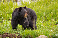 Yellowstone Blackbear near Petrified Tree