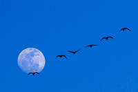 Near Full Moon Migration