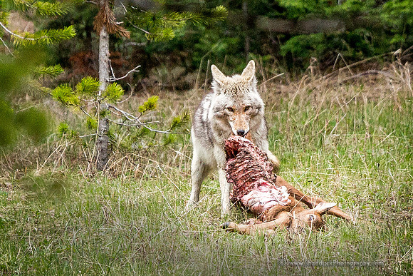 Coyote w/Elk Calf
