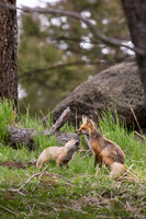 Fox w/Kit @ Den Site