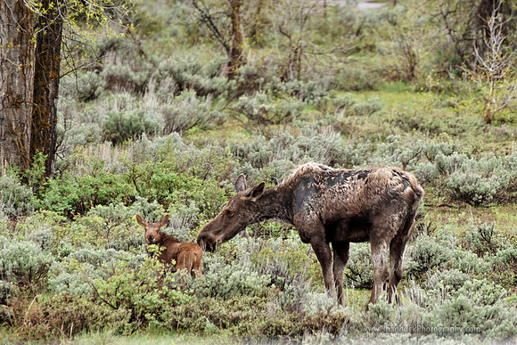 moose