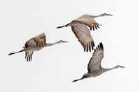 Sandhill Crane Nebraska Migration