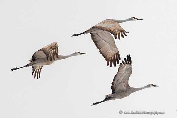 Sandhill Crane Nebraska Migration