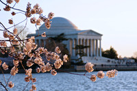29 DC Cherry Blossom 03302009