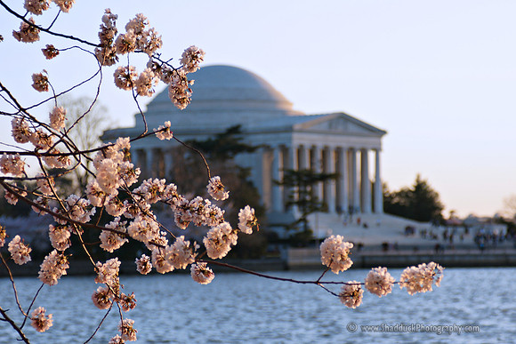 29 DC Cherry Blossom 03302009