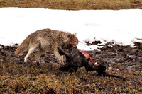 Yellowstone Coyote on Bison Calf Carcass