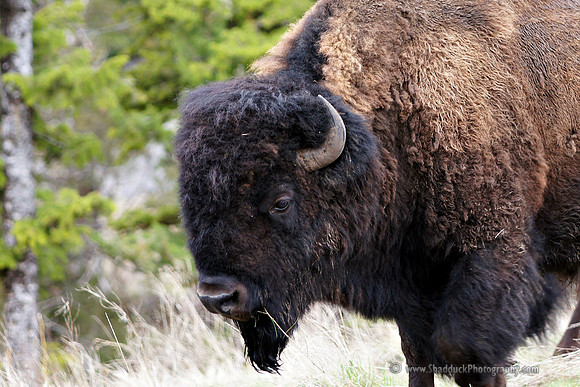 096-Yellowstone May 2011