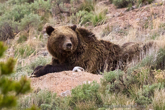 Grizzly Sow "QuadMom" resting with Cubs