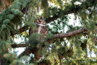 Male Great Horned Owl Standing Guard Over the Nest