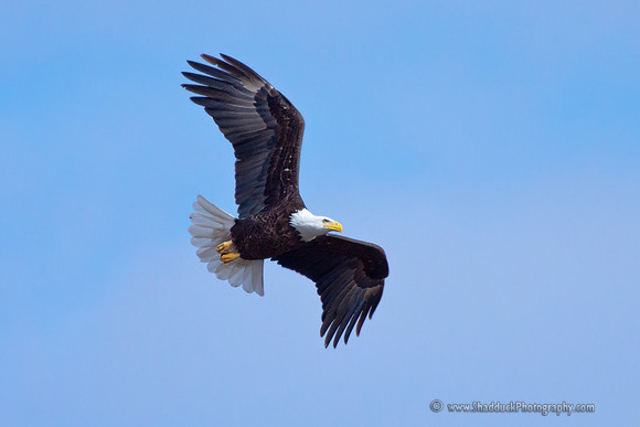 Nebraska Eagles Feb 2012 10
