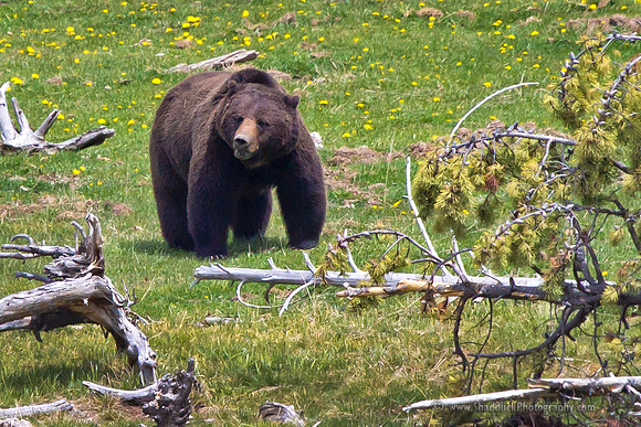 Yellowstone Griz "Snaggletooth"