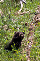 Black Bear Cub of the Year