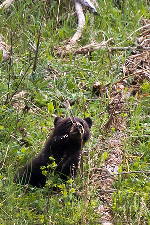 Black Bear Cub of the Year