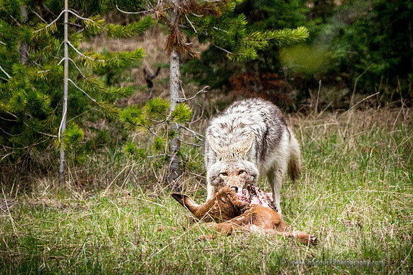 Coyote w/Elk Calf